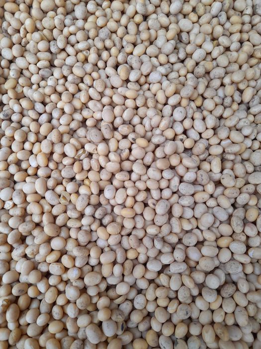 Соя Олдхем посівна