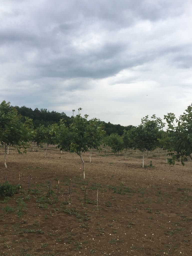 Сад горіховий ,продаж , Камʼянець - Подільський р-н