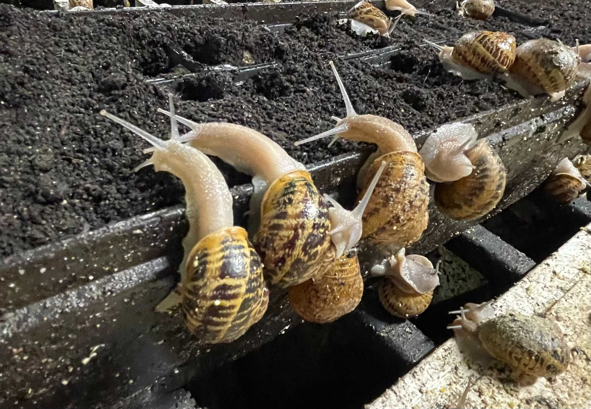 Kokony Ślimaka ( Helix aspersa muller ) Mały szary