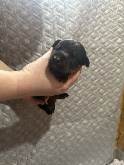 Пропоную цуценят добермана