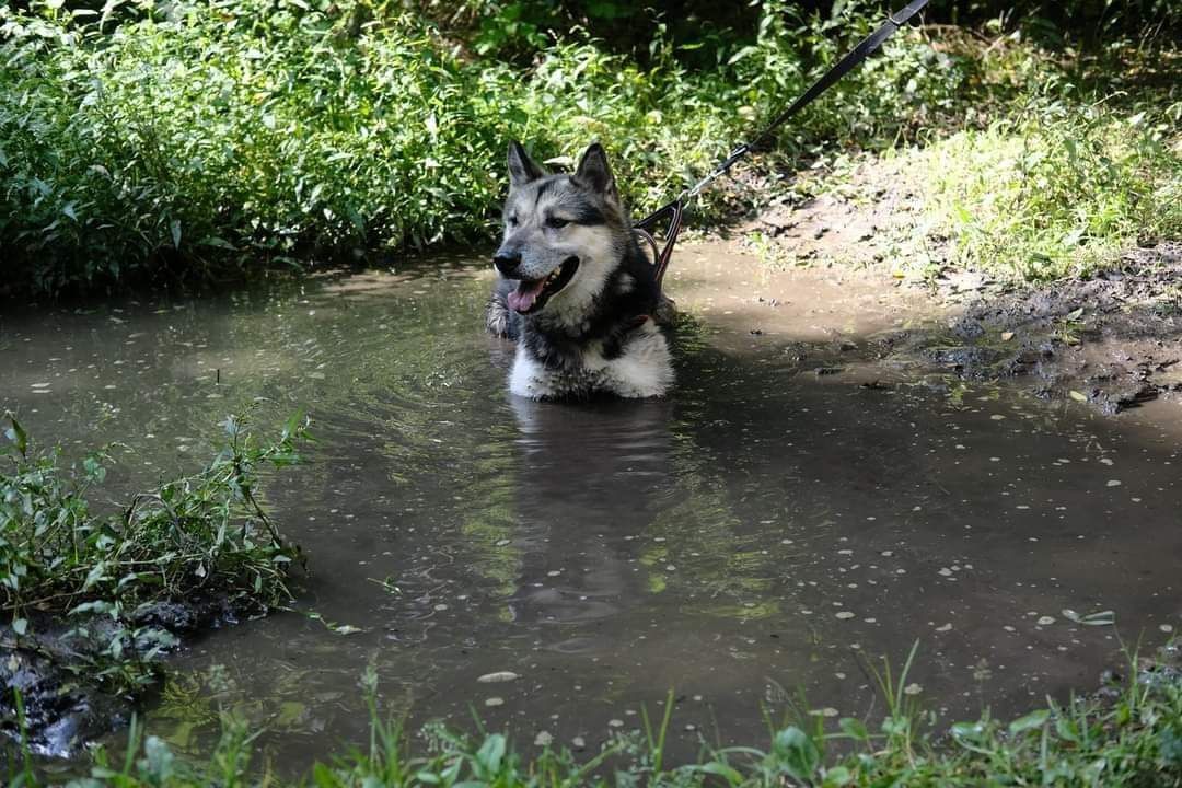 Fadek husky z pół uszka szuka domu