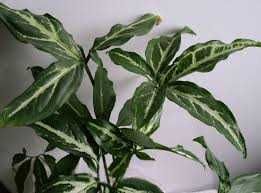 Сингоніум красивий