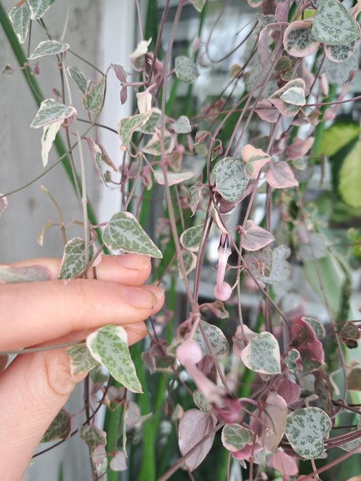 Оксаліс red sunset церопегія сільвер глорі аглаонема вайт