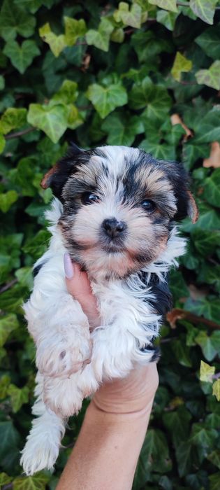 Yorkshire terrier suczka biewer