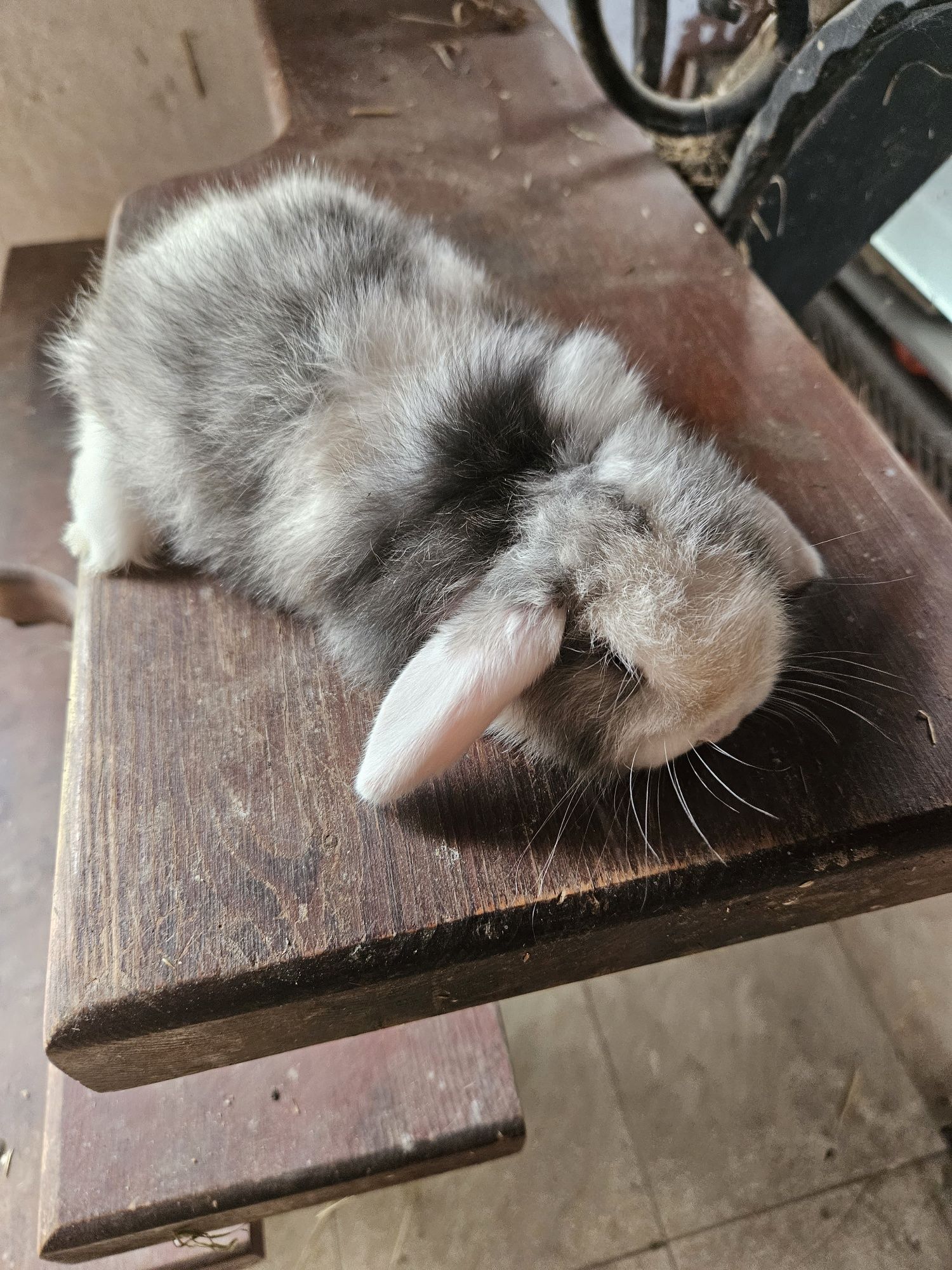 Króliczek Baranek Mini Lop