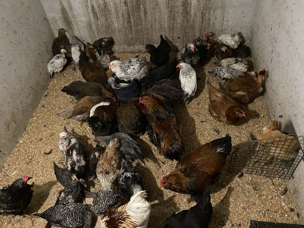 Galinhas para venda com  1 ano