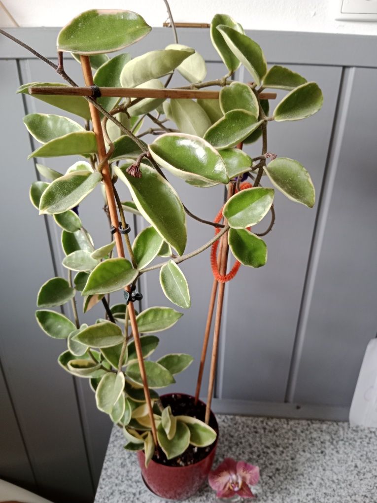 Hoya carnosa 'Krimson Queen'. Woskownica