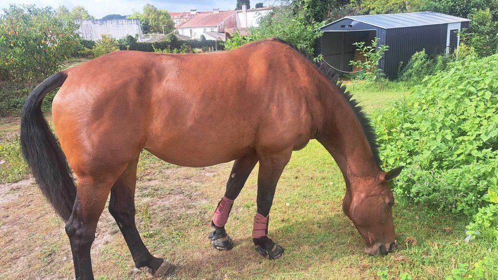 tratadora de cavalos - cuidados pontuais e temporários