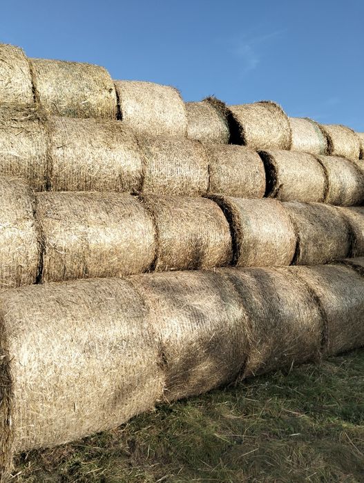 Słomę żytnia tego roczna
