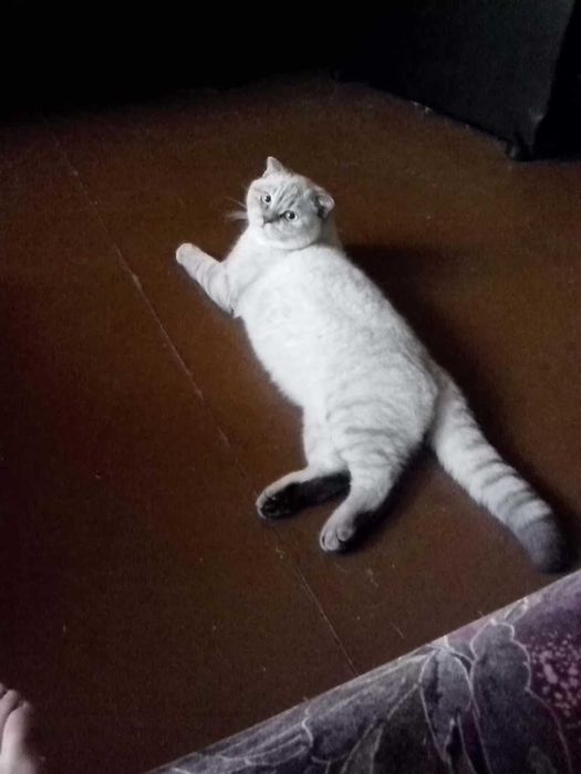 Потерялся кот, вислоухий, очень давно