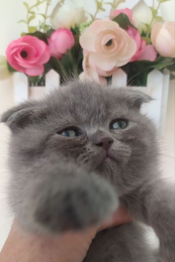 Шотландские вислоухие котята скоттиш фолд и скоттиш страйт