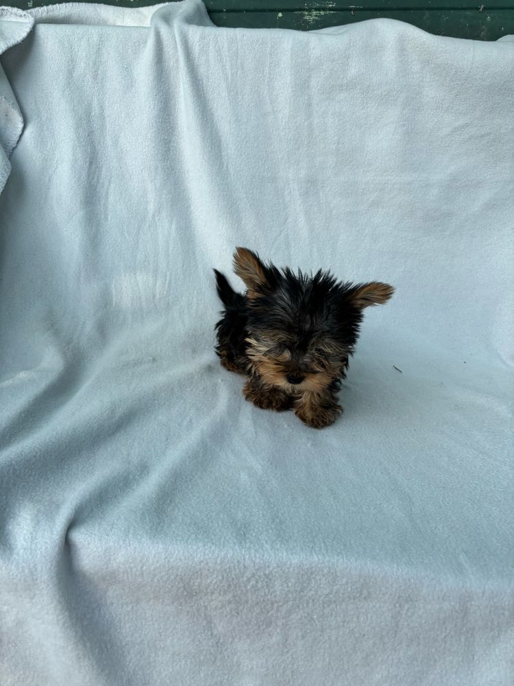 Yorkshire terrier miniatura macho