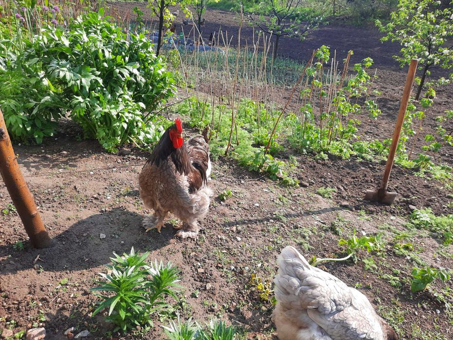 Інкубаційне  яйце