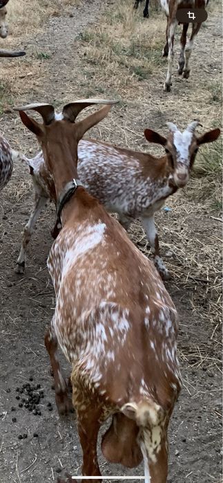 Vendo cabrita raça florida