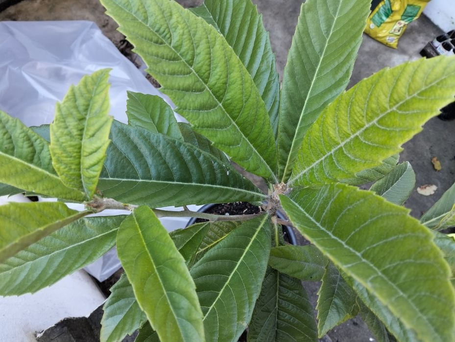 Nespereira c/cinco anos em vaso