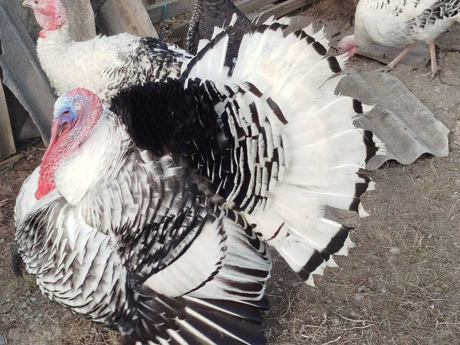 Продам індики та індички