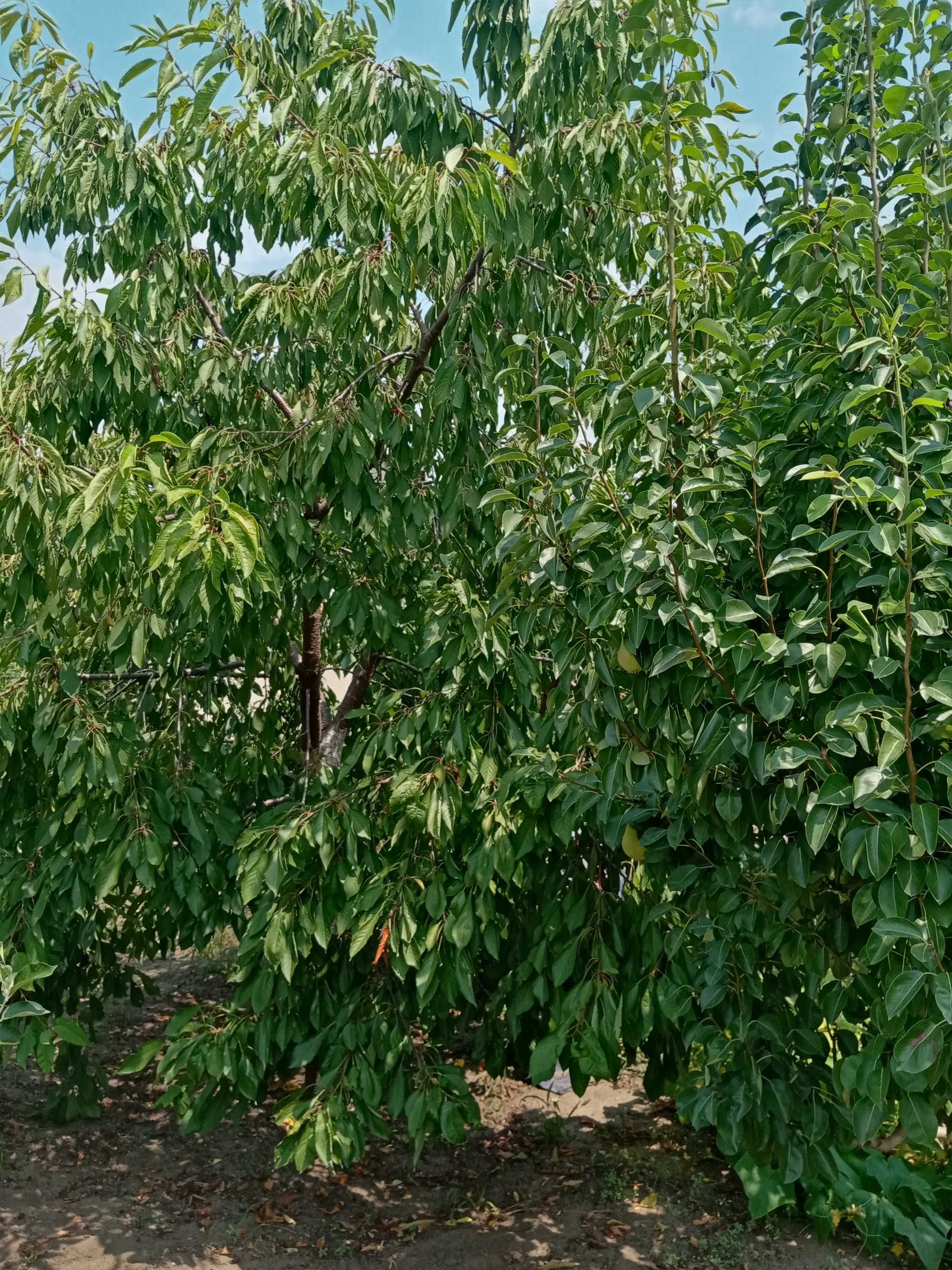 Продам дачу СВТ Ожарское