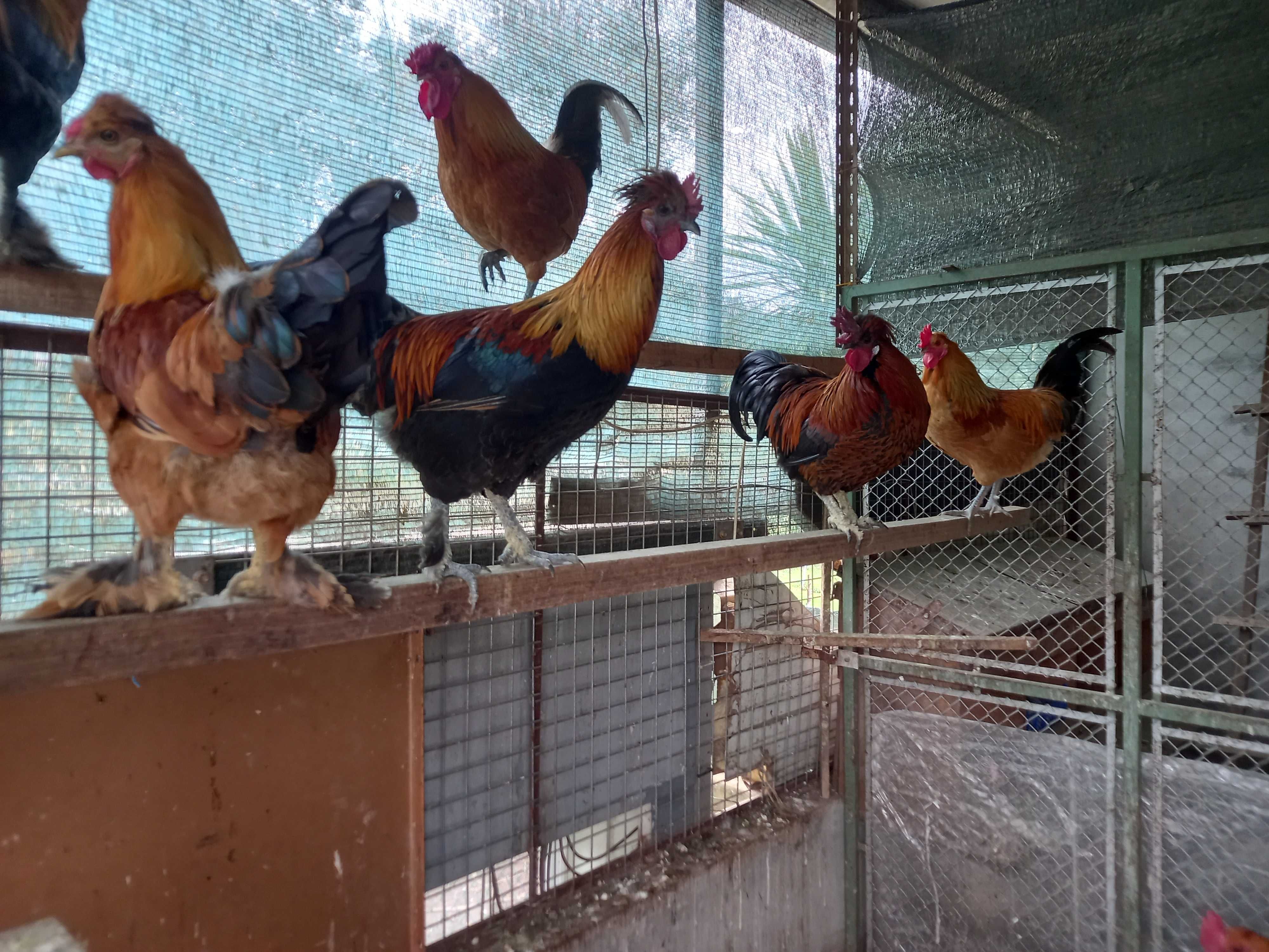 Patos Brancos, Patos Reais, Patos mudos, casais de garnisos