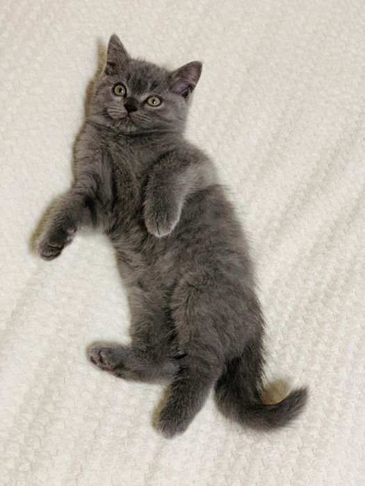 Перетримка , виховання , перевиховання кошенят