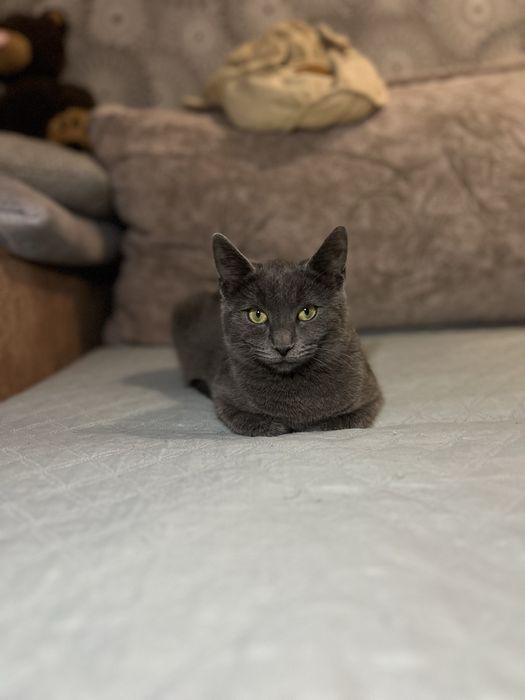 В добрые  ручки , отдам даром