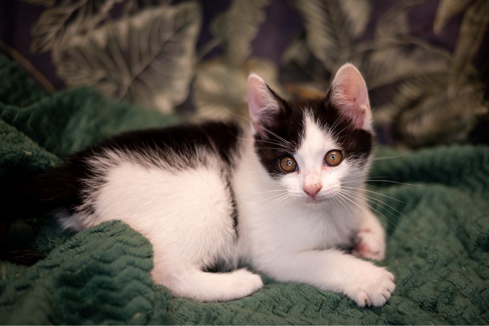 Cudowny Alvinek szuka domku