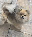 Pomeranian suczka szpic miniaturowy zkwp FCI