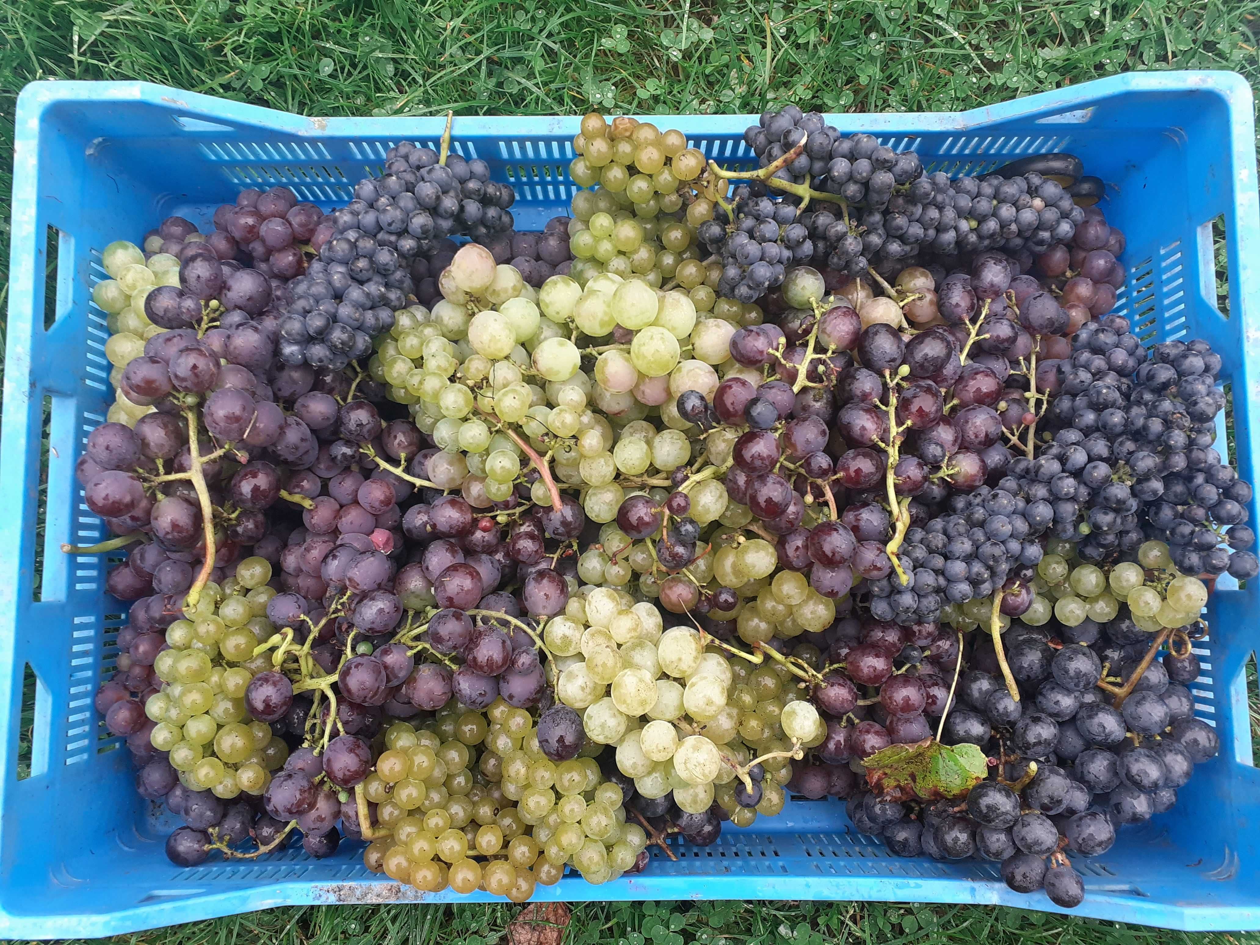 winogron sadzonki- winorośl-winogrona na wino oraz deserowe
