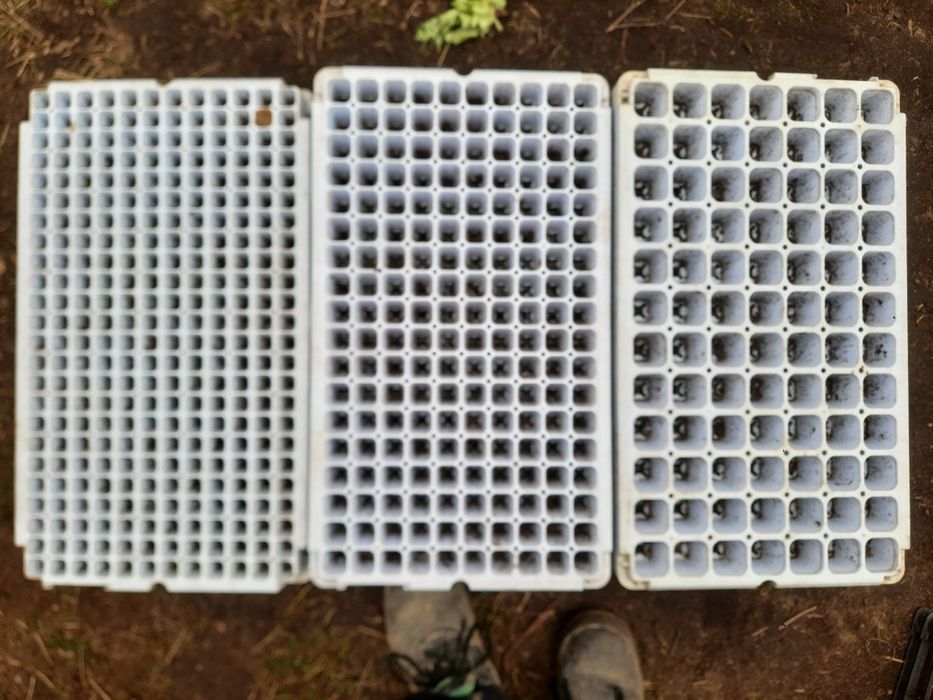 Multiplaty, wielodoniczki