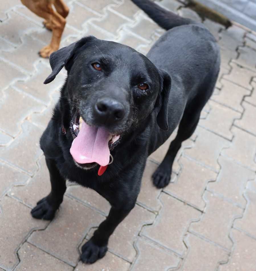 Celt w typie labrador-retrievera - schronisko