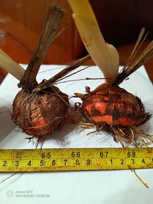 Гладиолусы луковицы