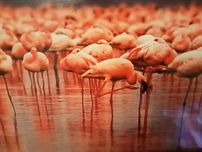 Flamingi  - obraz w czarnej ramie
