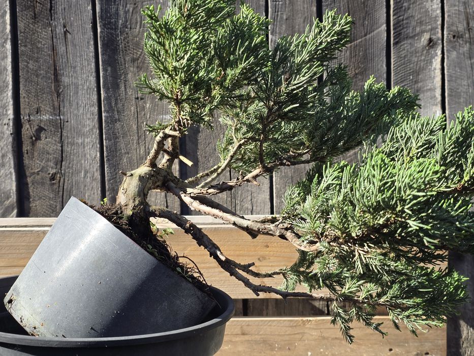 PRE BONSAI - jałowiec nadbrzeżny