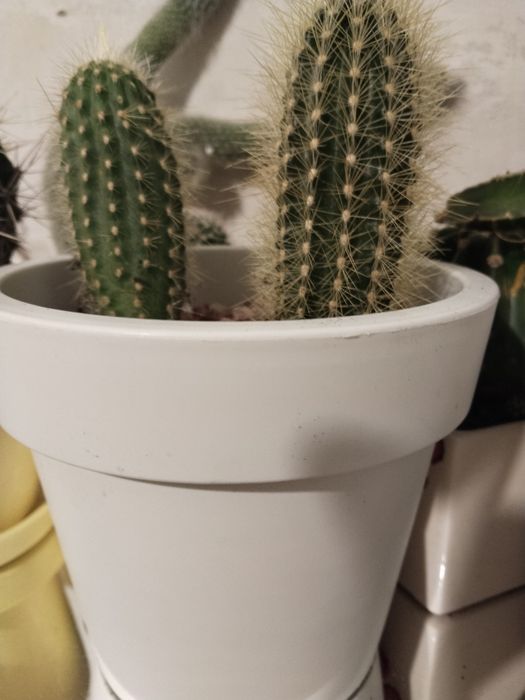 Продам.  кактус .