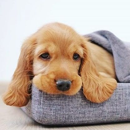 Продаються цуценята англійського кокер-спанієля, руді, 2 місяці – найк