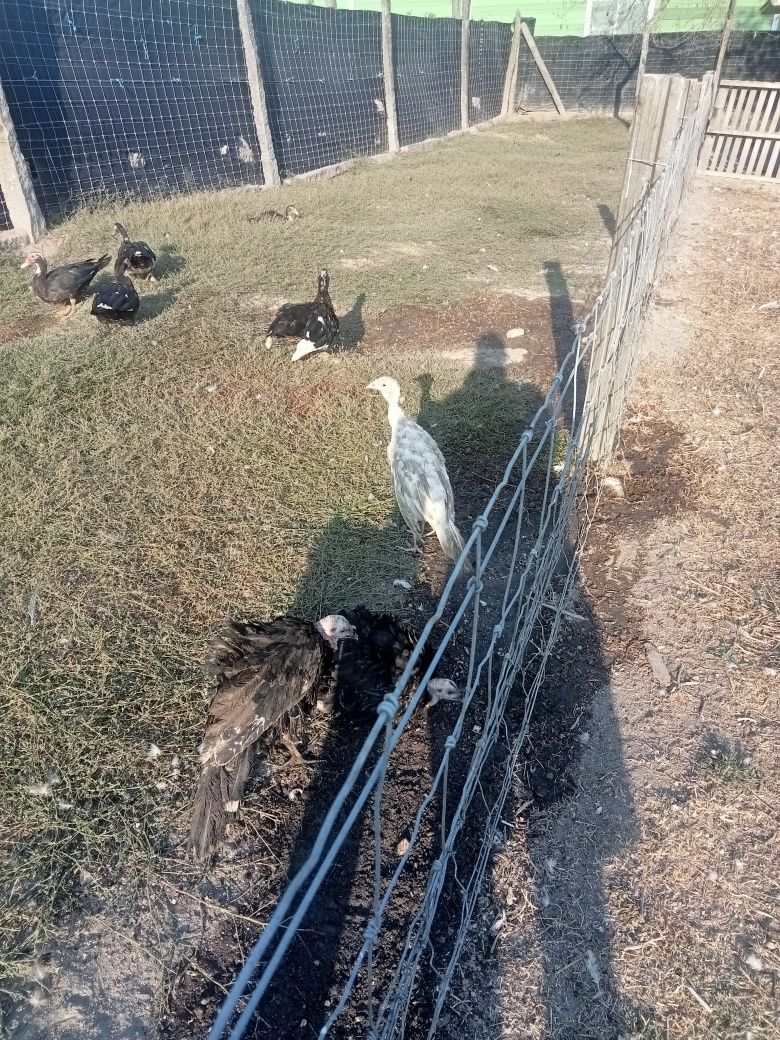 Vendo Patos Mudos