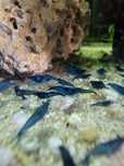 Camarões (Neocaridina) blue dream