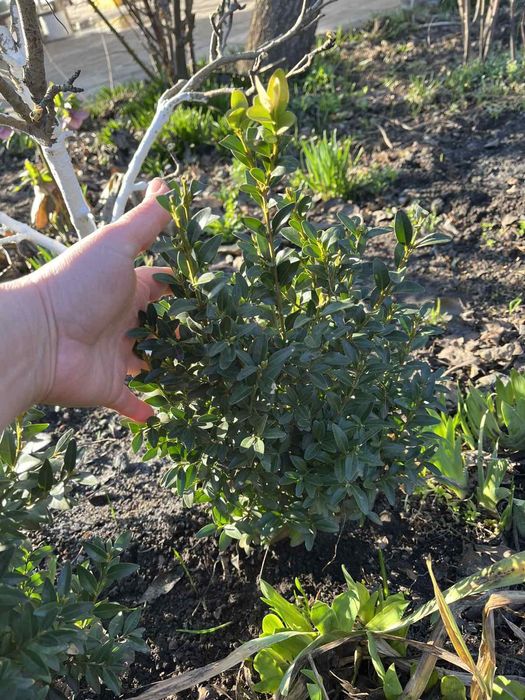 Продам хризантему різну, бересклет, самшит, хризантему різну, хости