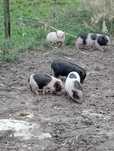Porcos vietnamitas / mini pigs