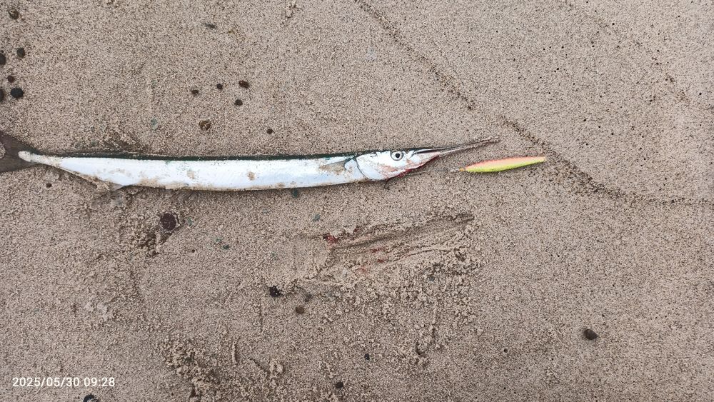 Wobler na troć belonę z plaży