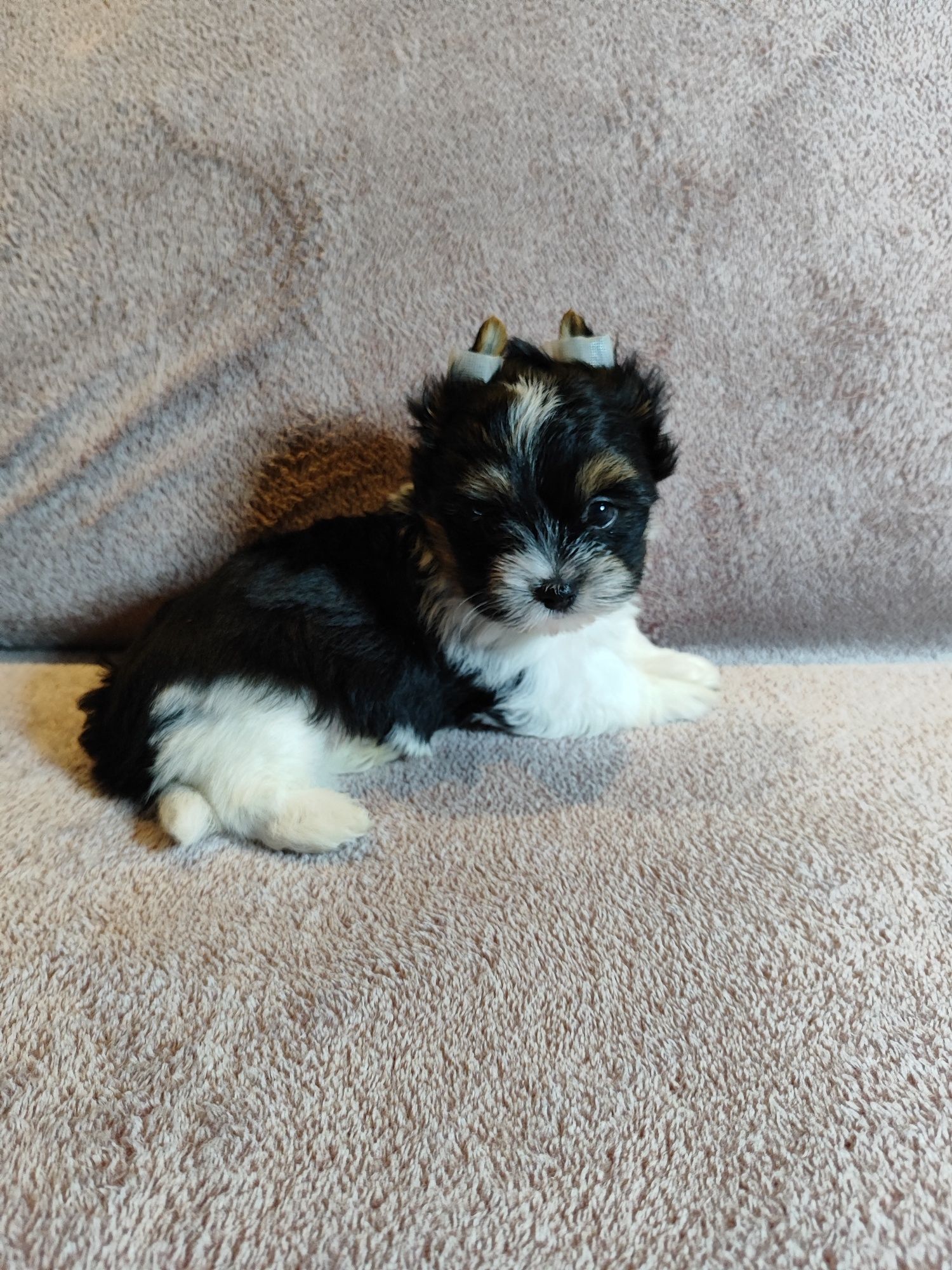 Yorkshire terrier biewer piesek