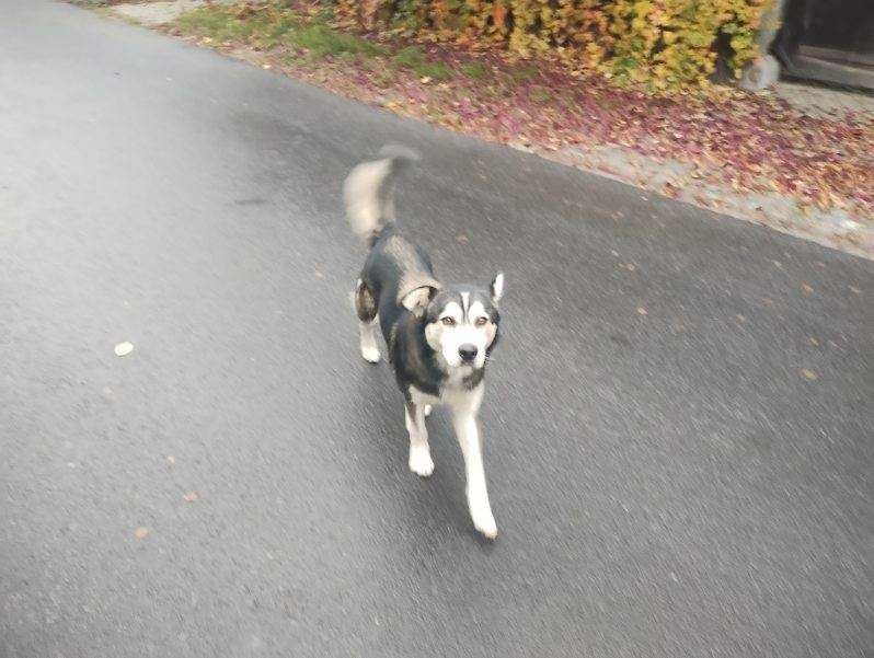 Znaleziony samiec w typie husky
