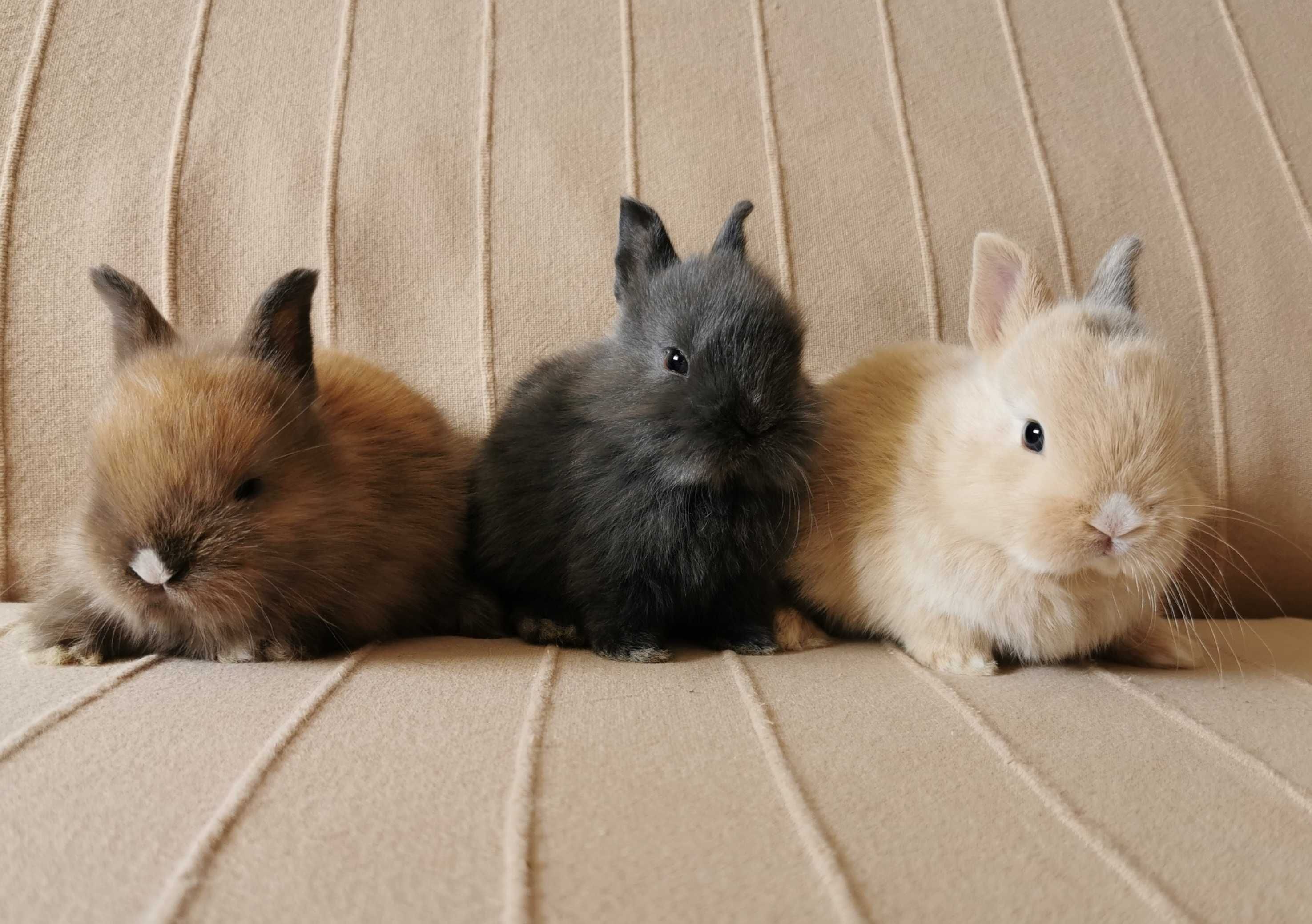 KIT Coelhos anões teddy e mini holandês muito fofos