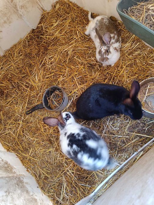 Króliki na sprzedaż