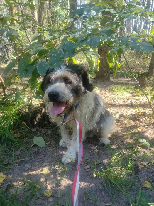 Oddam za darmo, do adopcji- Uroczy Maciuś szuka domu