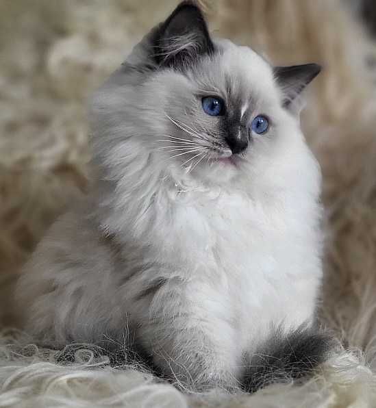 Kocurek ragdoll z rodowodem, już do odbioru:)