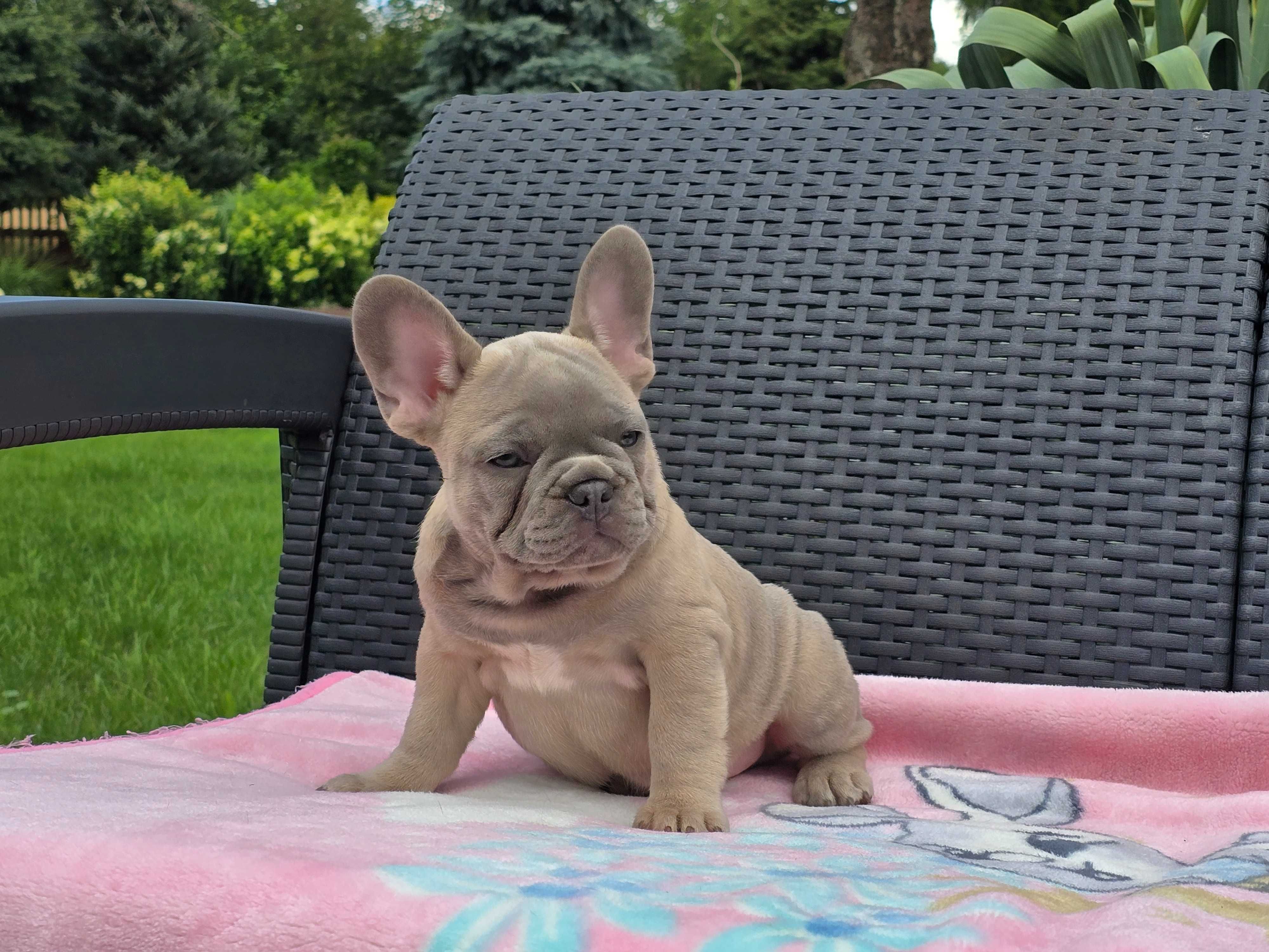 Buldog Francuski piękny piesek