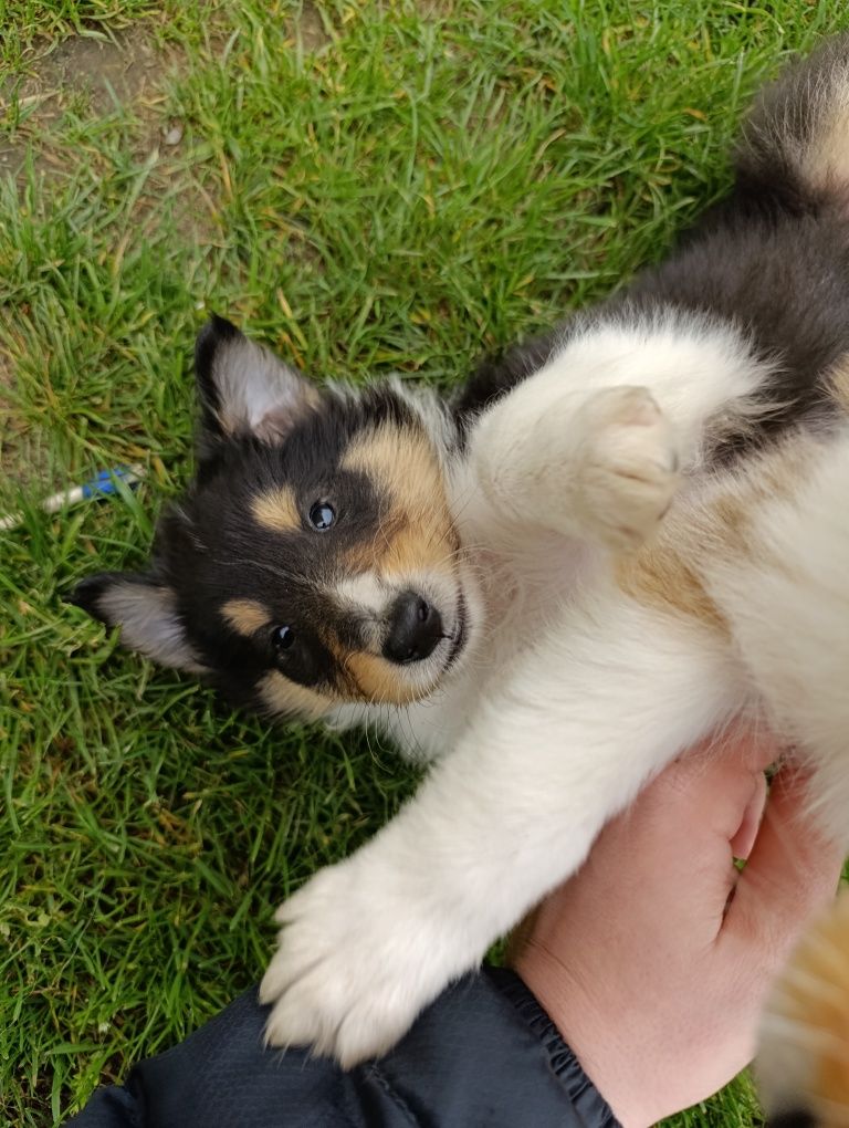 Suczka Owczarek szkocki collie długowłosy tricolor