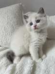Ragdoll kocurek FPL- FIFe. Rodzice badani genetycznie.