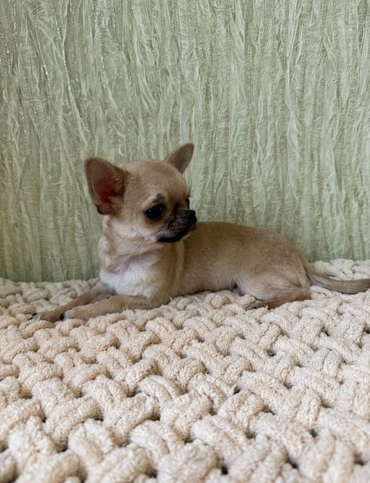 Супер міні дівчина чихуахуа