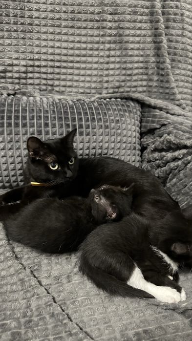 БЕЗКОШТОВНО Вінниця віддам котят в хороші руки